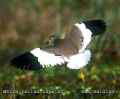 Белохвостая пигалица фото (Vanellochettusia leucura) - изображение №1013 onbird.ru.<br>Источник: www.kolkatabirds.com